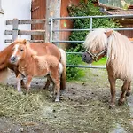Schartlhof Farm stay Flachau