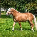 Schartlhof Farm stay *