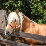 Farm stay Schartlhof Flachau