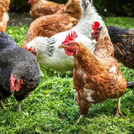 Schartlhof * Flachau