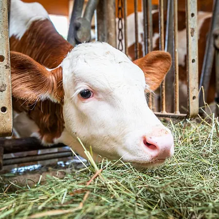 Farm stay Schartlhof *