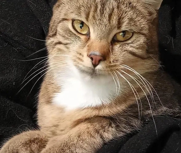 Schartlhof Séjour à la ferme *