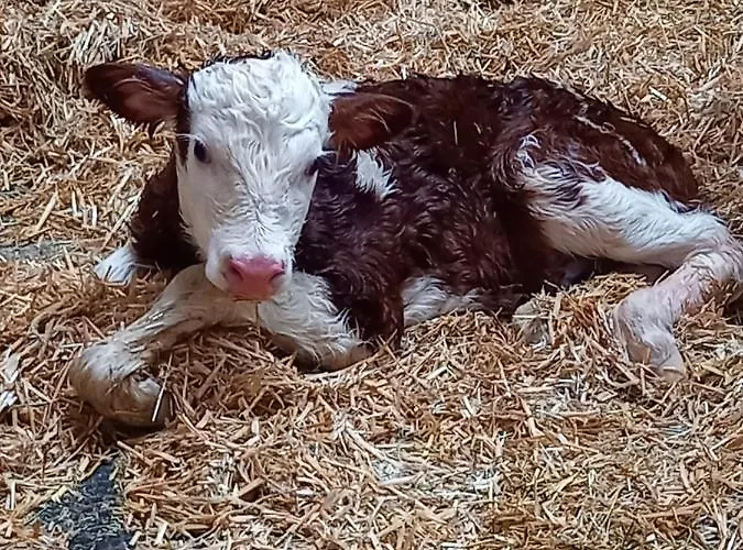 Schartlhof 农家乐 弗拉绍