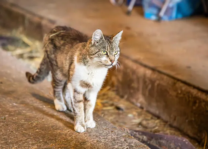 Séjour à la ferme Schartlhof Flachau