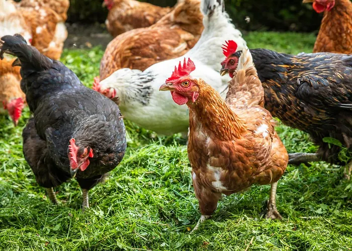 Schartlhof * 弗拉绍