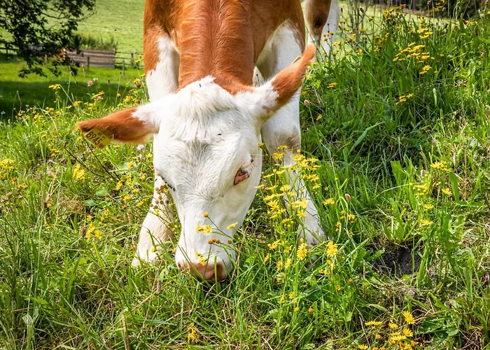 Schartlhof * 弗拉绍