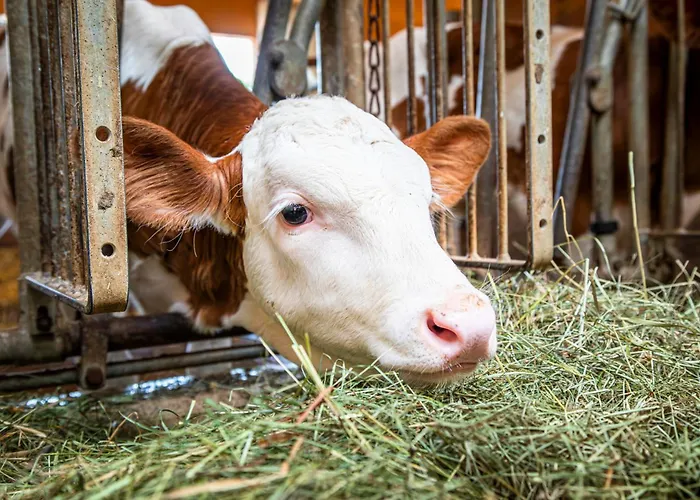 Séjour à la ferme Schartlhof *