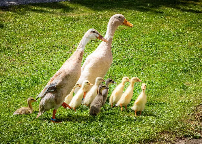 Schartlhof Séjour à la ferme *