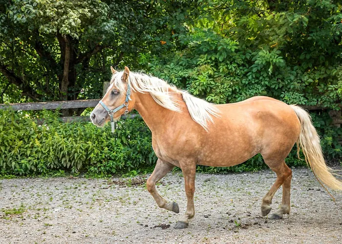 农家乐 Schartlhof 弗拉绍