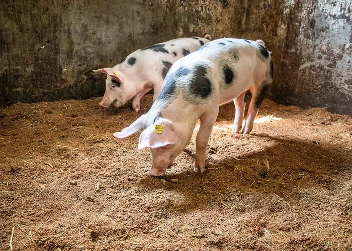 Schartlhof 弗拉绍