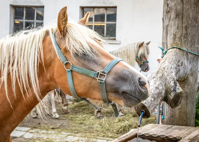 Schartlhof Séjour à la ferme