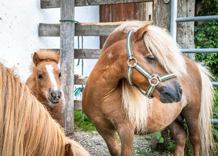 农家乐 Schartlhof