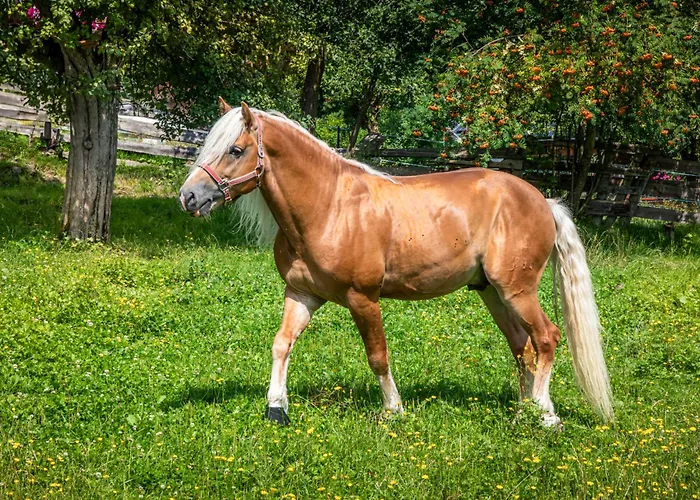 Schartlhof 农家乐 *