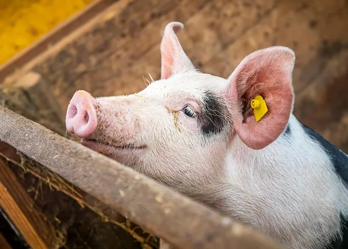 Schartlhof Séjour à la ferme Flachau