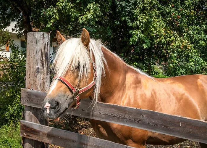 农家乐 Schartlhof 弗拉绍
